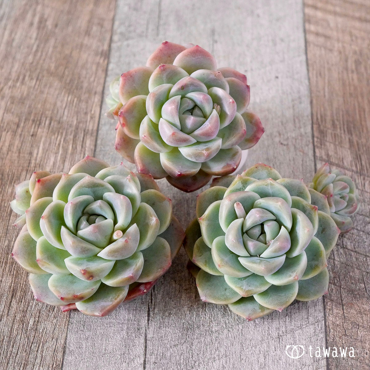 丸葉アルバビューティー – 多肉植物の通販・販売サイト tawawa