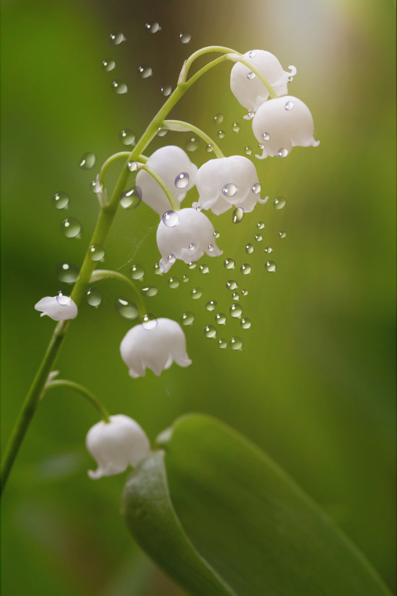 Lily of the Valley – The Perfumed Dragon