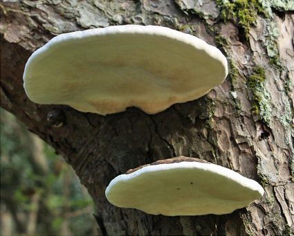 □Fomitopsis pinicola (ツガサルノコシカケ)