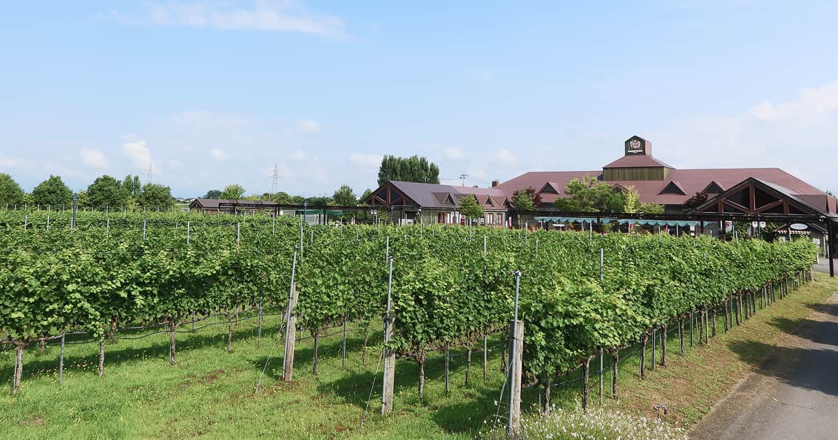 催事・イベント情報（2.11更新）｜お知らせ｜高畠ワイナリー【公式】