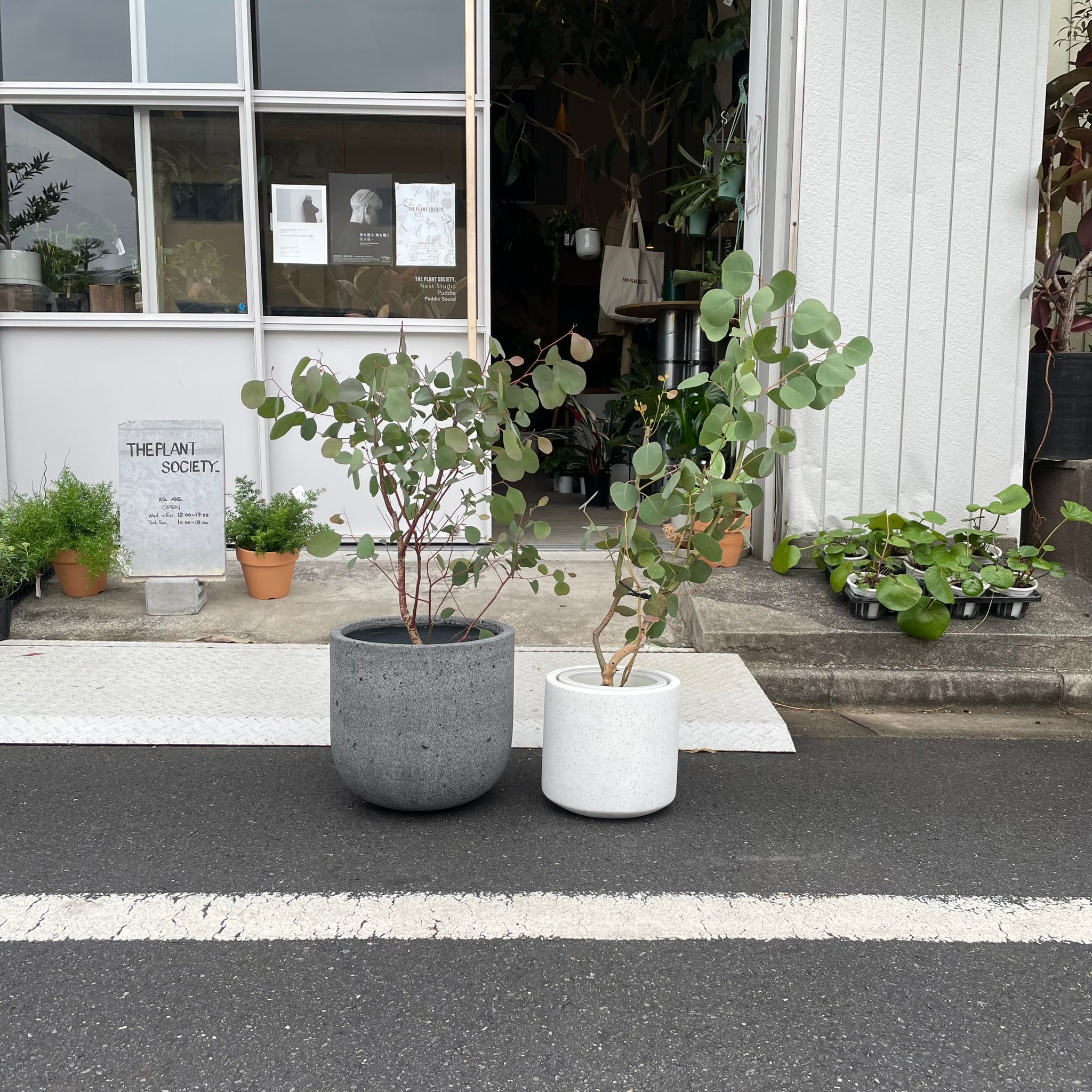 ThePlantSociety_1007.jpg?v=