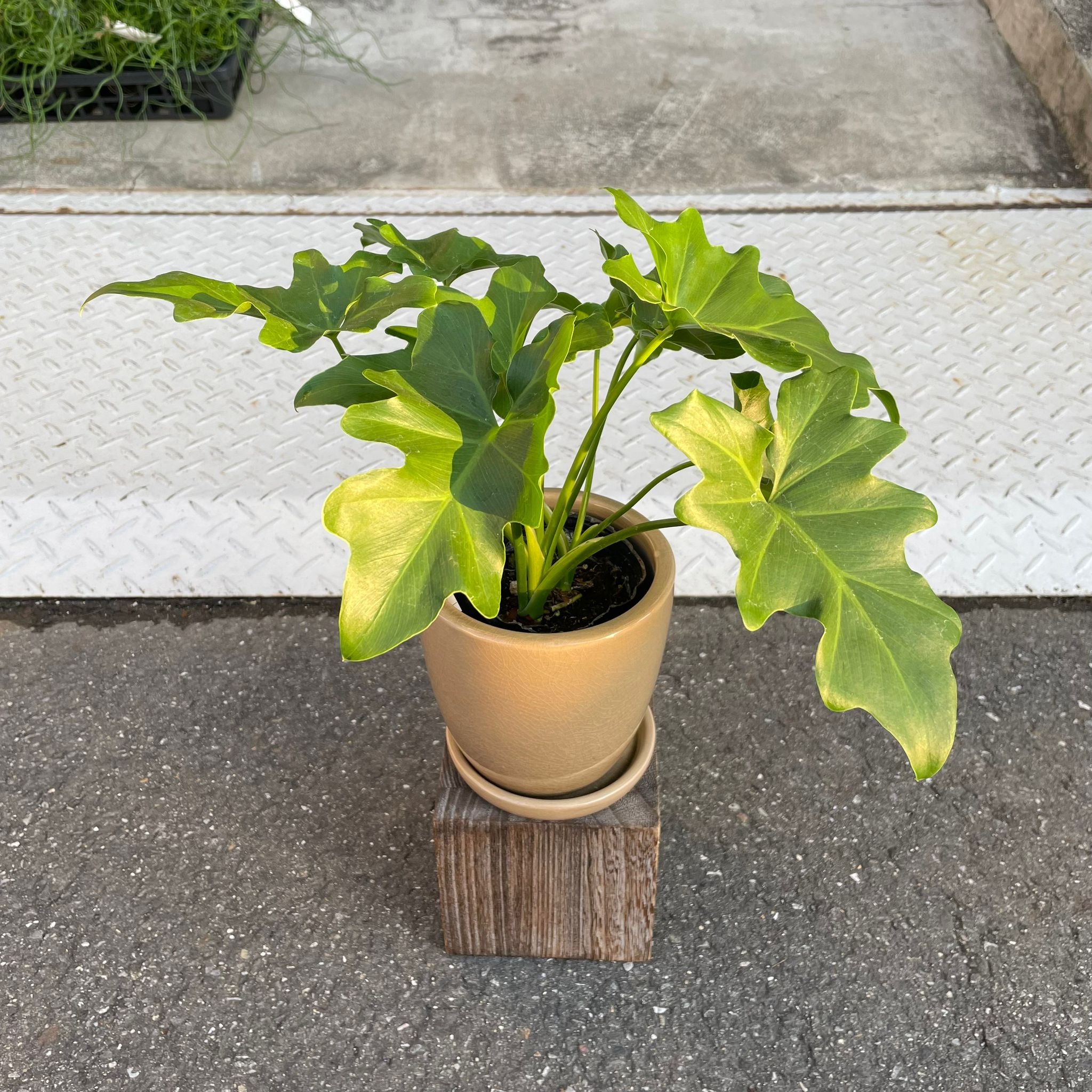 Philodendron 'Selloum' フィロデンドロン セローム – THE PLANT