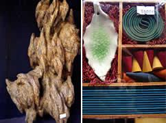 ホイアンアガーウッド [沈水香木] - ベトナムスケッチ