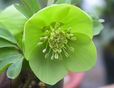 クリスマスローズ ヘレボルスの原種・原種を使った交配種販売