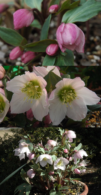 クリスマスローズの原種と交配種 苗販売 ＞ クリスマスローズ 原種