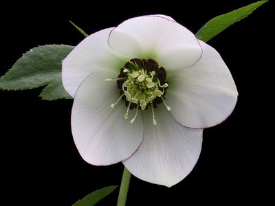 クリスマスローズのシングル（一重） 種通信販売 ＞ クリスマスローズ