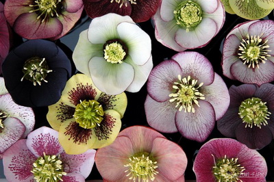 クリスマスローズのシングル （一重咲き） お買い得 4株 開花株セット販売