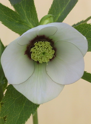 クリスマスローズのシングル（一重） 種通信販売 ＞ クリスマスローズ