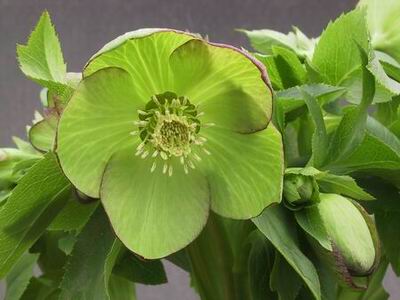 クリスマスローズのシングル（一重） 種通信販売 ＞ クリスマスローズ