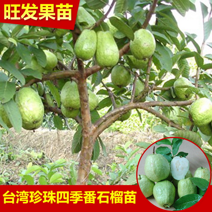 批发台湾珍珠番石榴苗芭乐苗四季开花挂果果大清甜品种保证-四季珍珠番