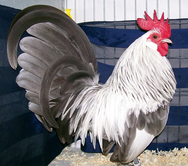 矮鶏（チャボ）の販売｜ワールド牧場