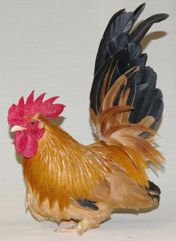 矮鶏（チャボ）の販売｜ワールド牧場