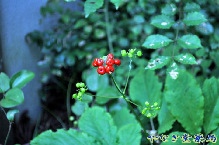 薬用植物ー生薬ー薬草ー健康茶ー竹節人参ーちくせつにんじんーチクセツ