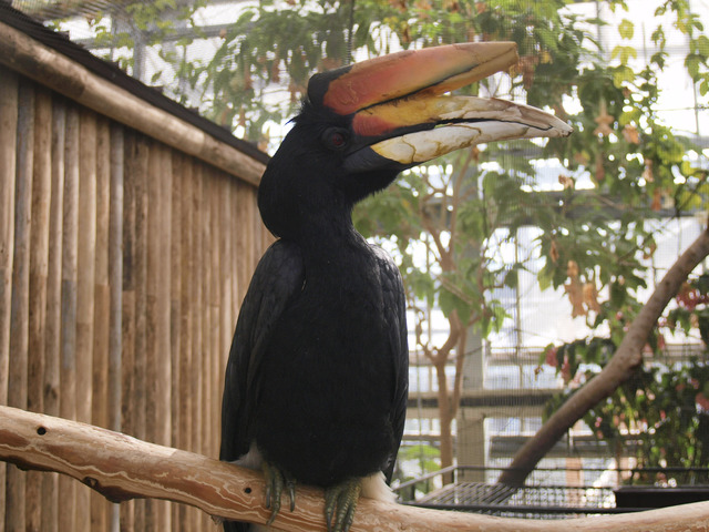 ツノサイチョウ ｜いきもの図鑑｜ZOO CAN DREAM PROJECT