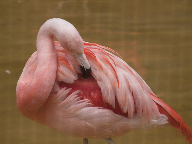 チリーフラミンゴ｜いきもの図鑑｜ZOO CAN DREAM PROJECT
