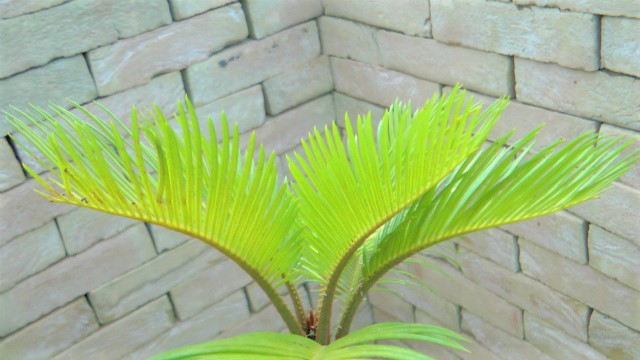 黄金蘇鉄 | 希少植物の販売 アグラオネマ専門販売店 『アグラオネマ本舗』