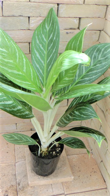 Aglaonema Nitidum 