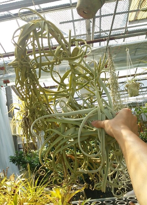 チランジア ドゥラティ 大株 超ロング 希少サイズ 現品 チランジア