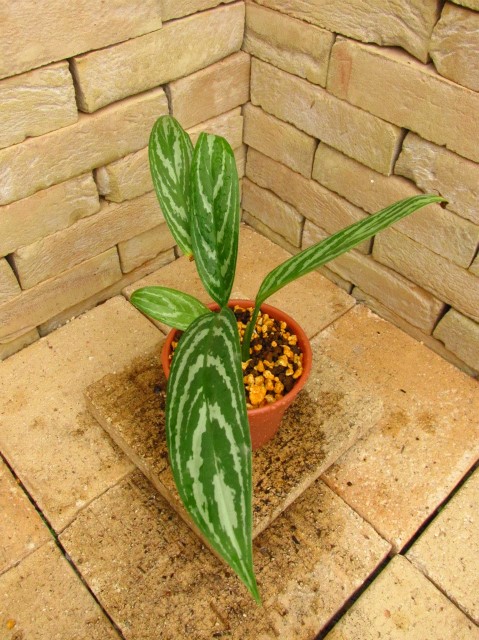 Aglaonema lillian (アグラオネマ・リリアン) 映画レオンラストに登場