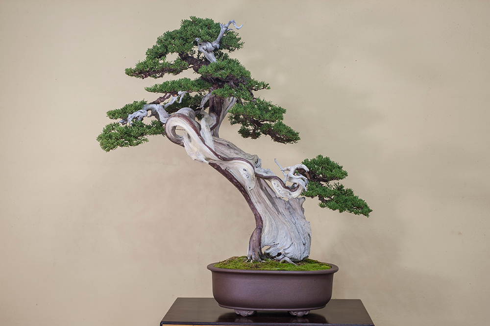 真柏（しんぱく）｜松柏盆栽 ｜ 盆栽芸術家・秋山実（BONSAI Artist