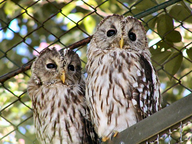 フクロウ ／ Ural Owl｜menu02_動物紹介｜安佐動物公園 asazoo
