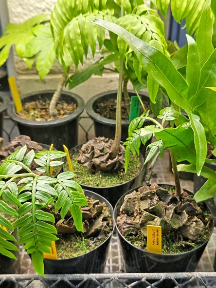 リュウビンタイ Angiopteris lygodiifolia 奄美大島産 【アクア