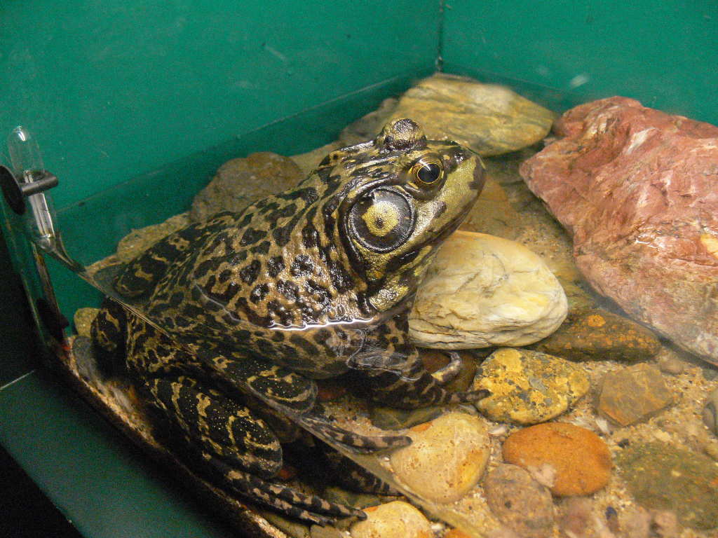 ウシガエル（食用ガエル、ショクヨウガエル） - 動物図鑑 - 動物写真の