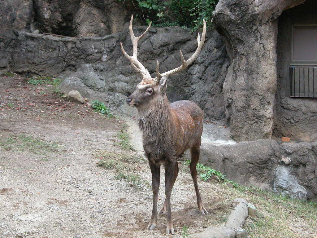 エゾシカ（蝦夷鹿） - 動物図鑑 - 動物写真のホームページ