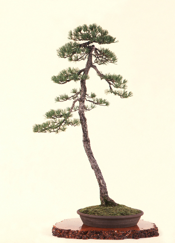 ぶんじんぎ【文人木】│盆栽、盆栽書籍、盆栽鉢の通販│近代出版