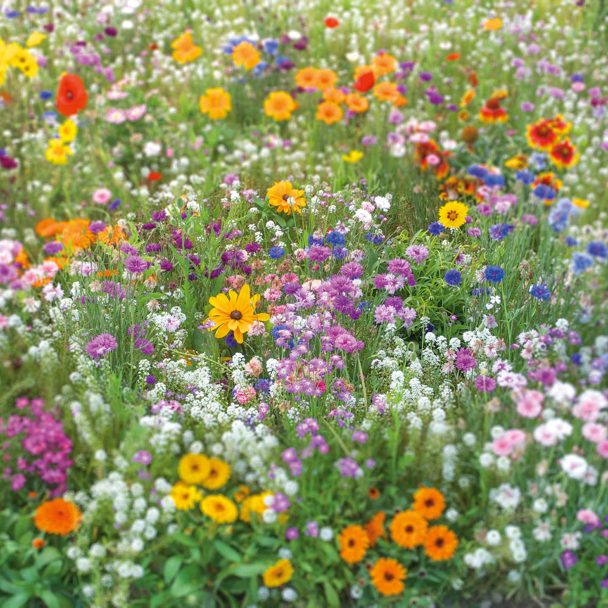 Bulk Flowery Fields Flower Seed Mix | Bulk Wildflowers