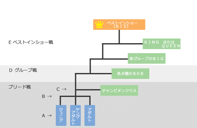 はじめてのドッグショー講座｜ブランシアン