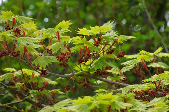 ヤマモミジ,山紅葉,Acer palmatum var.matsumurae,カエデ科カエデ属,苗