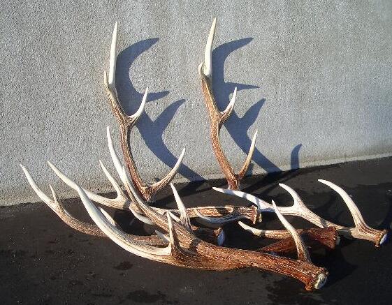 えぞ鹿角工房「カルペ」 北海道知床よりエゾ鹿の角をお届けします
