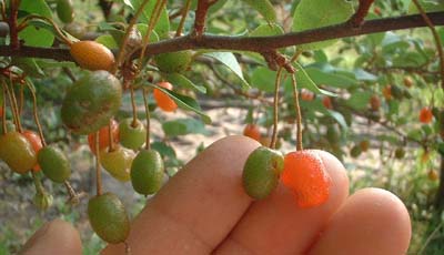 ぐみの苗木は挿し木で