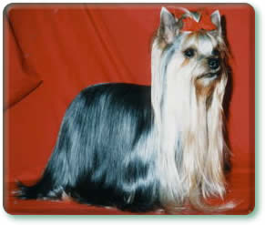 ヨークシャテリア専門犬舎/ヨーキー