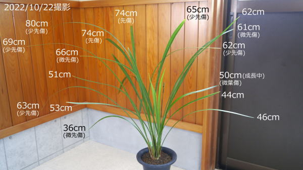 寒蘭 四万十川の誉 赤花