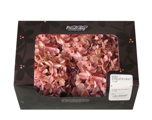 大地農園・ピラミッドアジサイ・ピンクライム | プリザーブドフラワーKnext