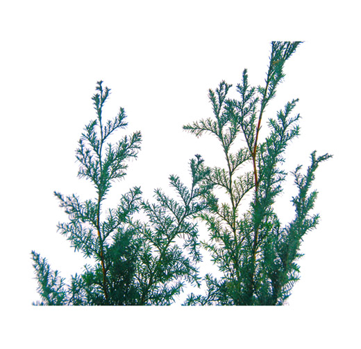 大地農園・ヒムロスギ・グリーン・アウトレット | プリザーブド