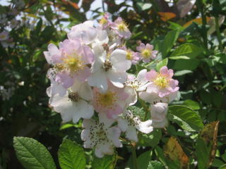 ピンクノイバラ（ピンク花野薔薇）＜植物（苗木・植木）生産販売（通販
