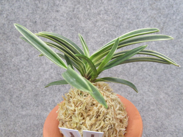 本日、富貴蘭10品UPいたしました - 京都蘭センター｜KYOTO ORCHID