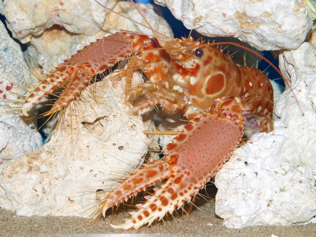 エビとカニの水族館 | 水族館 | 株式会社ネイチャーネットワーク
