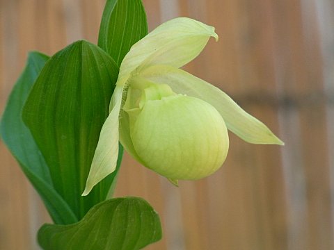 レブンアツモリソウ