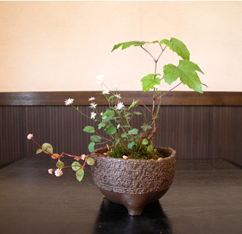 Pappus 山野草の草盆栽・寄せ植え