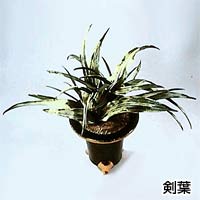 おもとの専門店 三光園ホームページ