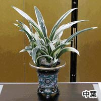 おもとの専門店 三光園ホームページ