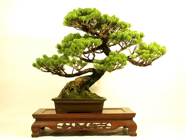 五葉松盆栽 模様木 No.a4-14 | 五葉松 専門盆栽園 松風園(しょうふう