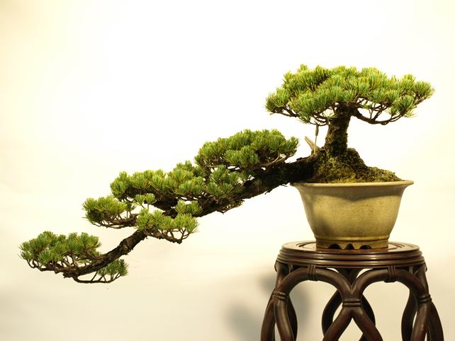 五葉松盆栽 懸崖 No.a6-11 | 五葉松 専門盆栽園 松風園(しょうふうえん