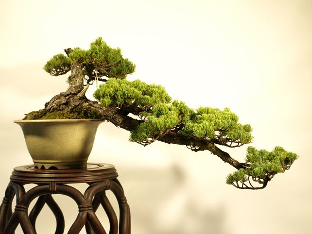 五葉松盆栽 懸崖 No.a6-11 | 五葉松 専門盆栽園 松風園(しょうふうえん