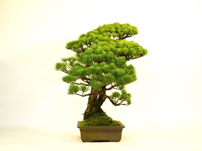 五葉松盆栽 双幹 No.a7-6 | 五葉松 専門盆栽園 松風園(しょうふうえん