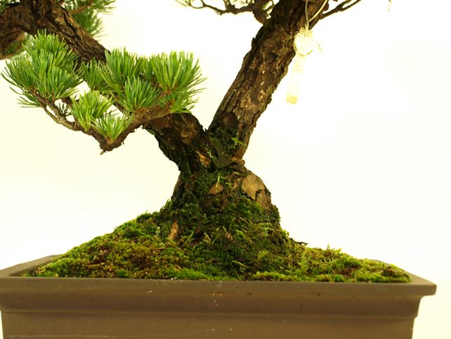 五葉松盆栽 双幹 No.a7-6 | 五葉松 専門盆栽園 松風園(しょうふうえん